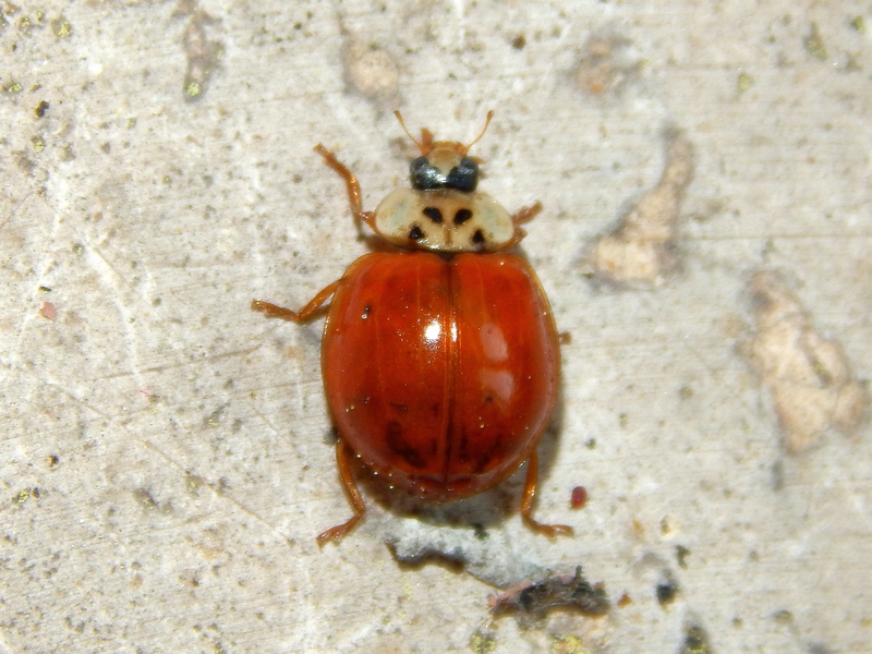 Serie di Coccinellidae del Parco del Ticino